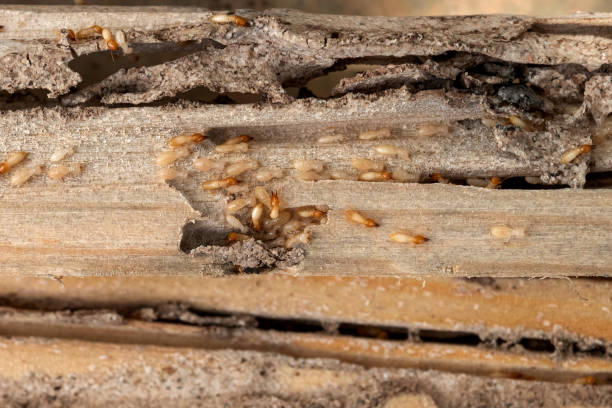 Best Commercial Pest Control Services  in Fort Montgomery, NY
